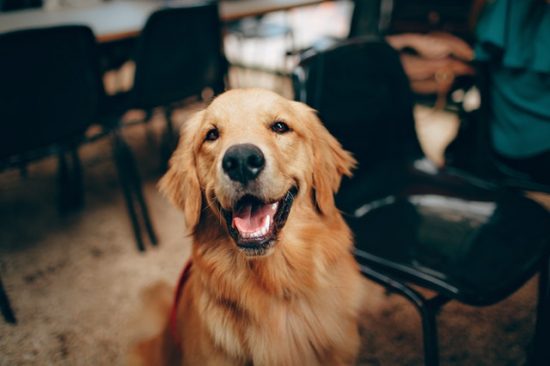 How to Calm your Pets During Fireworks