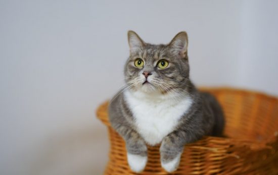 Fussy Felines: How to Make Sure Your Cat Eats