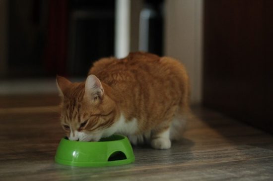 Fussy Felines: How to Make Sure Your Cat Eats