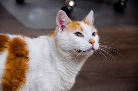 Fussy Felines: How to Make Sure Your Cat Eats