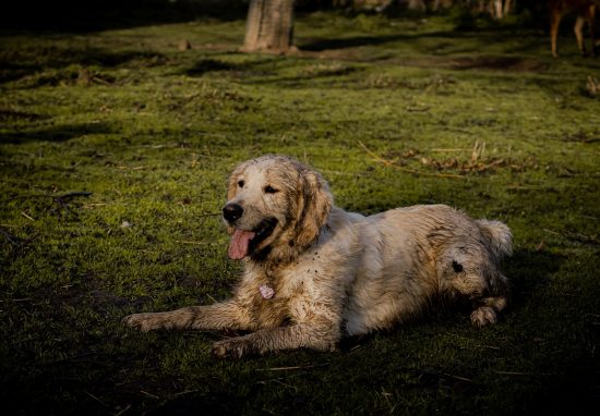 6 Useful Hacks That Every Pet Owner Must Know